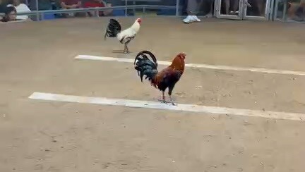 Pilar Coliseum 3hits, 1st fight WDW