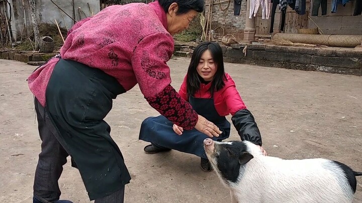 After the little pig finished its bath, it hurried out to show everyone just how clean it was.