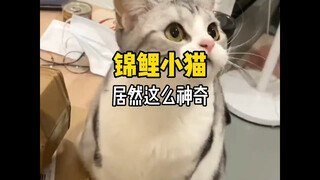 "This is a cat that can bring good luck to countless people!"