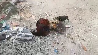 nalugi sa taga tari sayang manok