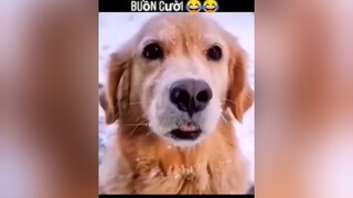 Nhìn vừa thương vùa buồn cười 😂dongvathaihuoc pet fypシ fyp yeudongvat dog thucung thucungvuinhon