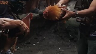 Nov 1 Buyugin vs Pula