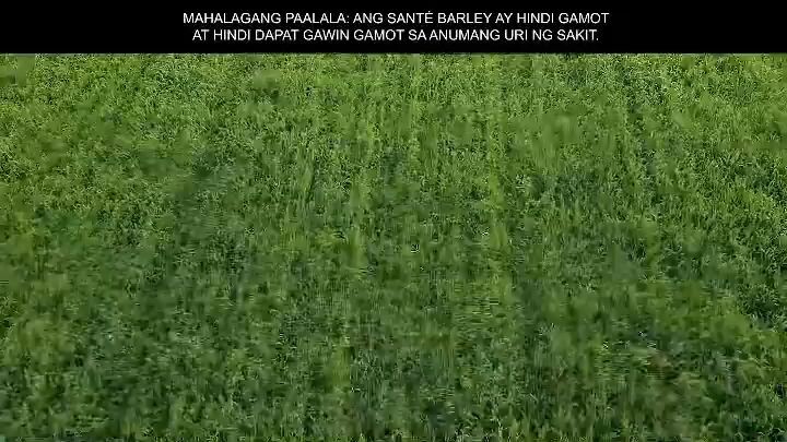 The Barley Authority