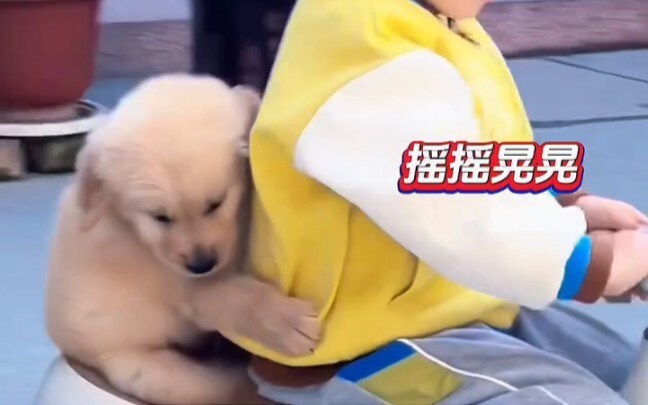 Anjing: Meskipun dia bikin aku jatuh, aku tetap putuskan untuk percaya sama dia sekali lagi #hewanpe