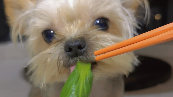 Berapa banyak yang bisa dimakan seekor anjing berukuran 20 cm dalam sekali makan?