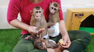 Mom Wear Diaper & Feeding Some Fruits For Lion & Sono After Take The Bath