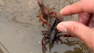 Go to the fields and catch lobsters for Mom