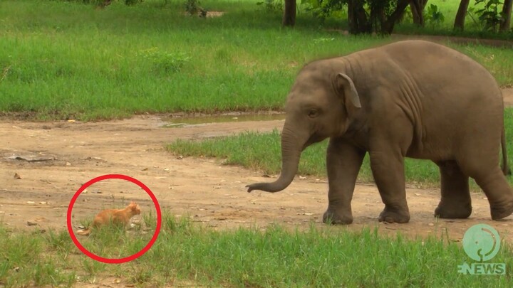 Gajah kecil dengan berani menjajal batas-batas di dekat kucing