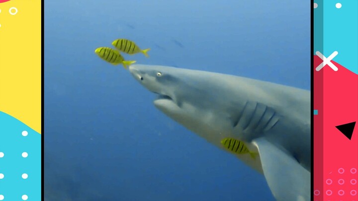 I finally got to touch a shark!
