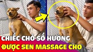 Chiếc chó 'SỐ HƯỞNG' được con Sen MASSAGE cho trước khi đi ngủ khiến cô chủ GHEN TỊ 😂 Gâu Đần