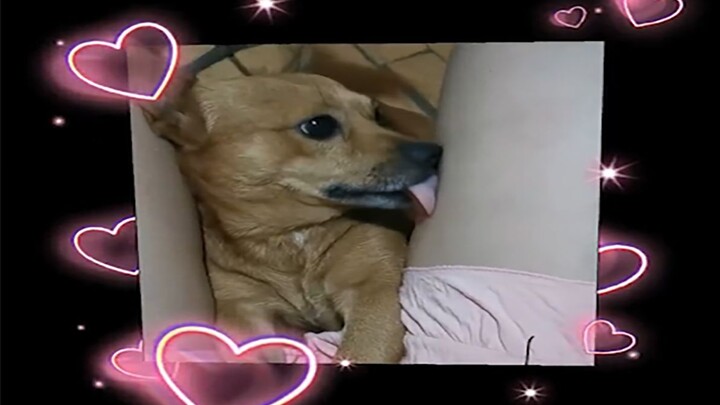 Animal|Hilarious Moments Of Animals