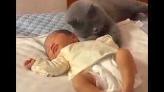 trẫm cũng đáng yêu lắm chứ bộ | Funny cats