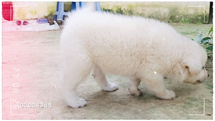 Cute Puppies Short video 😊