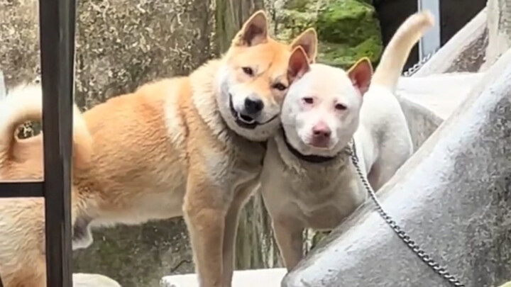 “Lucu banget… anjing kecil”