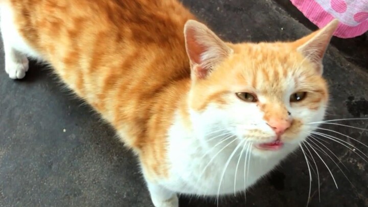 This orange cat can’t even find a girlfriend, and to top it off, he’s often mounted by tomcats—when 