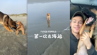 ลูกสุนัขไปทะเลครั้งแรก 🏝️