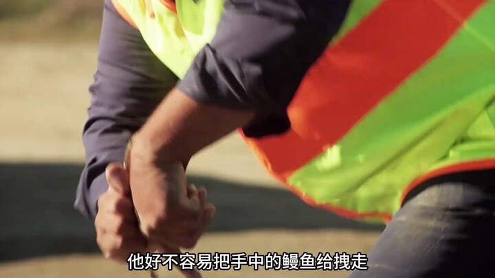 Belut di sungai liar telah berubah menjadi makhluk ajaib, mulut runcing dan taringnya mulai menggigi