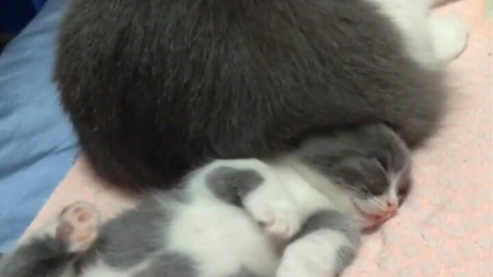 Mama Cat, I’m a first-time mom too—no experience here!