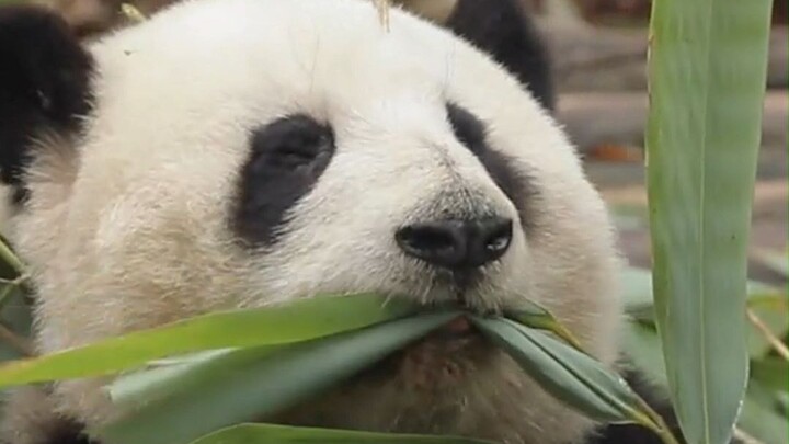 Hua Hua munching on bamboo leaves—it’s like a kid sneaking a pack of spicy chips!