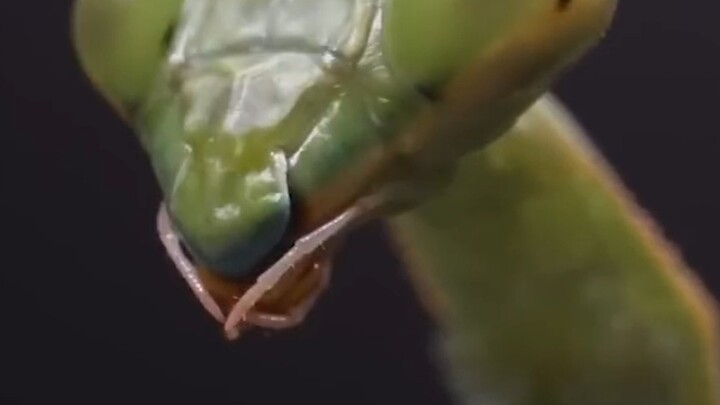 螳螂为什么一直盯着你看？