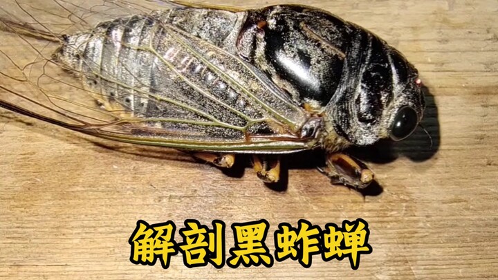 Dissecting a Male Black Cicada