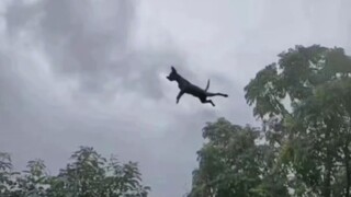 Topan "Hualijia Sha", kasihan anjing-anjing ini!