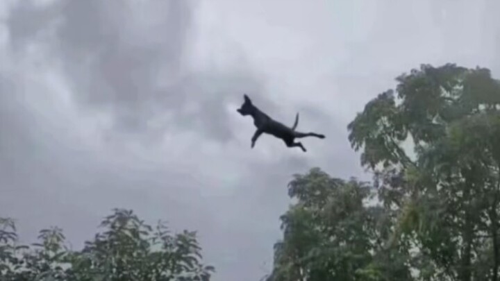 台风“桦加沙”，狗子太难了！