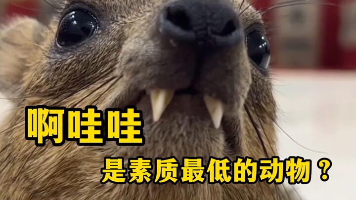 Ah, dia mengumpat dengan sangat kasar