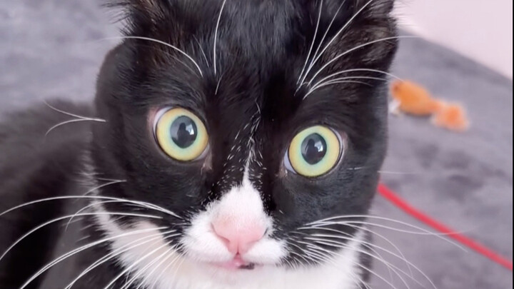 เมื่อฉันแกล้งทำเป็นเจ็บเพราะโดนแมววัวกัด