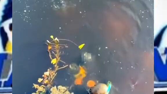 jangkrik. jaran. boyoowkwkwk