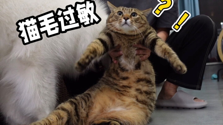 Outrageous! I’ve been raising a cat for four years, and suddenly I’m allergic to its fur!