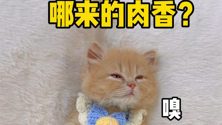 How to Make a Kitten Doubt Itself