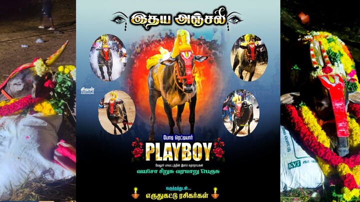 😭 போடி ரெட்டியார் Play Boy 😭 RIP 💔 #bodireddiyar #playboy #rip #bullrip