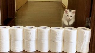 ลูกแมว Vs ผนังกระดาษชำระ