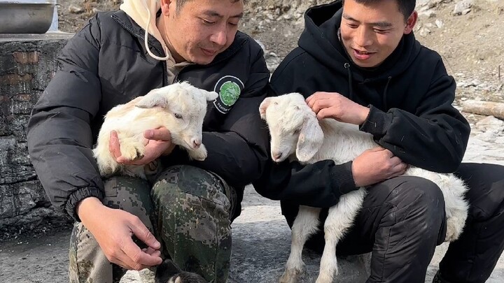 Lợn lớn đã xuất chuồng gần hết rồi, nấu luôn một nồi canh cá diếc cho mấy con lợn nhỏ còn lại.