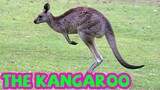 Bé tập nói tiếng anh | Con chuột túi | Baby practice speaking English | The kangaroo