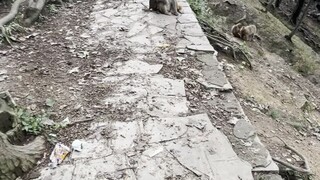 Monkey King is afraid the baby will be taken away.