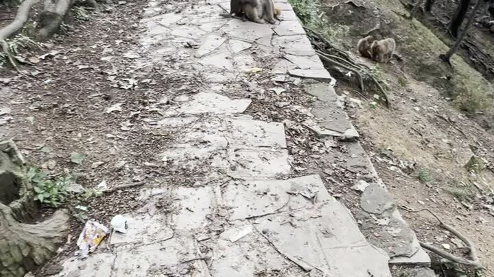 Monkey King is afraid the baby will be taken away.