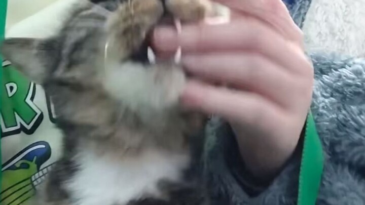 Teach the kitten to say mom