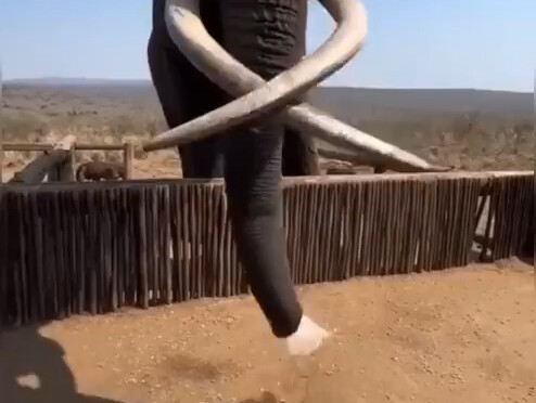 The amount of water an elephant drinks in one gulp