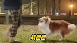 Anjing tetaplah anjing, Border Collie tetaplah Border Collie, yang utama dari Border Collie adalah k