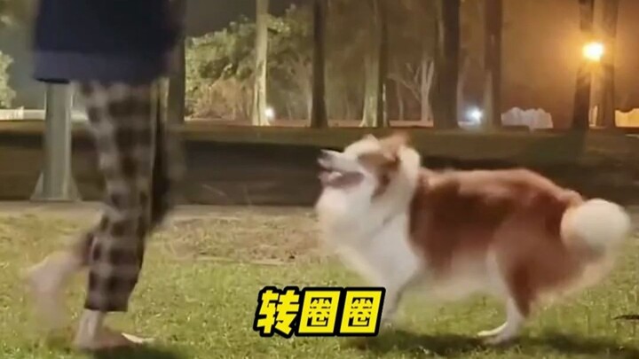 A dog is a dog, and a Border Collie is a Border Collie—after all, Border Collies are all about being