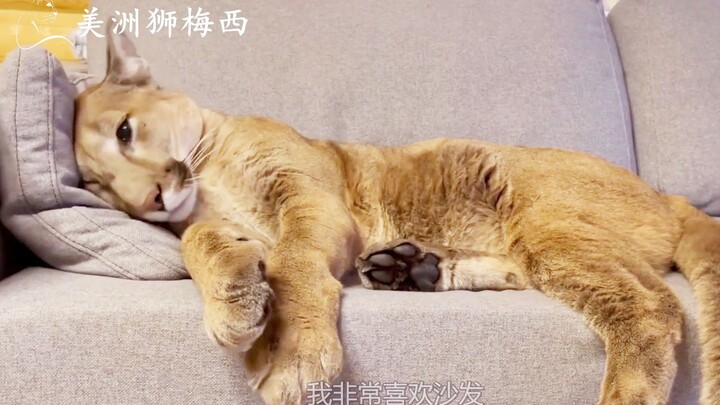 Puma Messi: No one’s stealing my couch—not even Mom!