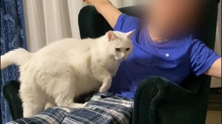Big Mi: Kenapa sih, persona kucing yang angkuh itu? Nggak ada di depan si kucing biru ini!