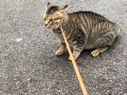 Setiap pagi sudah jadi kebiasaan mengajaknya jalan-jalan; sekarang kalau sudah waktunya pulang, tari