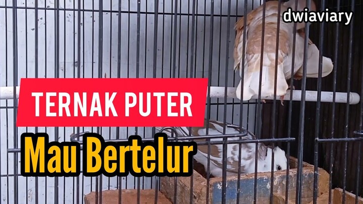 Ciri-ciri Burung Puter Akan Bertelur | Ternak Burung Puter