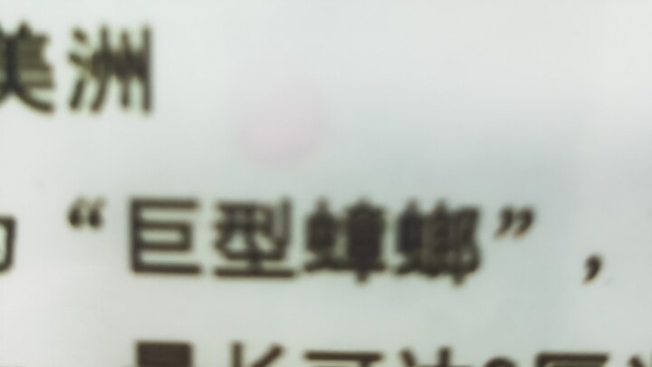 Khổng… khổng lồ gián!