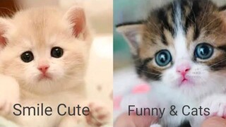 Funny & Cats - รวมน้องแมวน่ารัก 26