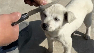 A dog's trust in its owner is unconditional.