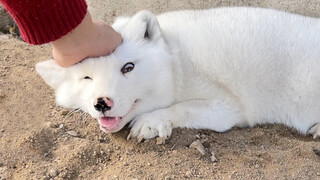 Massaging a Fox, Look How Happy He Is!